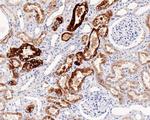 NAPSA Antibody in Immunohistochemistry (Paraffin) (IHC (P))