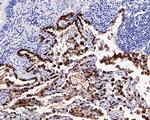 NAPSA Antibody in Immunohistochemistry (Paraffin) (IHC (P))