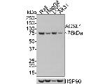 ACSL1 Antibody in Western Blot (WB)