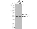 WDR41 Antibody in Western Blot (WB)