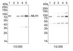 MLH1 Antibody in Western Blot (WB)