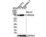 MLH1 Antibody in Western Blot (WB)