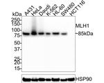 MLH1 Antibody in Western Blot (WB)