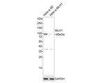 MLH1 Antibody in Western Blot (WB)