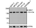 ROBO1 Antibody in Western Blot (WB)