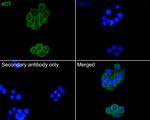 SLC7A11 Antibody in Immunocytochemistry (ICC/IF)