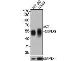 SLC7A11 Antibody in Western Blot (WB)