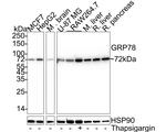 GRP78 Antibody in Western Blot (WB)