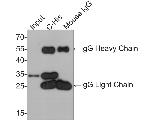 6x His Tag Antibody in Western Blot (WB)