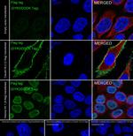 DYKDDDDK Tag Antibody in Immunocytochemistry (ICC/IF)