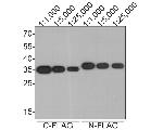 DYKDDDDK Tag Antibody in Western Blot (WB)