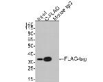 DYKDDDDK Tag Antibody in Western Blot (WB)