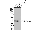 DYKDDDDK Tag Antibody in Western Blot (WB)