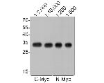 Myc Tag Antibody in Western Blot (WB)