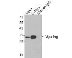 Myc Tag Antibody in Western Blot (WB)