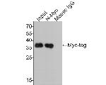 Myc Tag Antibody in Western Blot (WB)