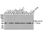 beta Actin Antibody in Western Blot (WB)