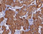 ASS1 Antibody in Immunohistochemistry (Paraffin) (IHC (P))