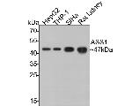 ASS1 Antibody in Western Blot (WB)