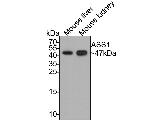 ASS1 Antibody in Western Blot (WB)