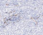 CD34 Antibody in Immunohistochemistry (Paraffin) (IHC (P))