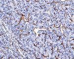 CD34 Antibody in Immunohistochemistry (Paraffin) (IHC (P))