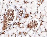 CD34 Antibody in Immunohistochemistry (Paraffin) (IHC (P))