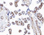 CD34 Antibody in Immunohistochemistry (Paraffin) (IHC (P))