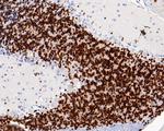 NeuN Antibody in Immunohistochemistry (Paraffin) (IHC (P))