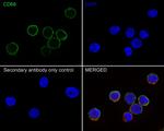 CD68 Antibody in Immunocytochemistry (ICC/IF)