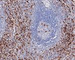 CD68 Antibody in Immunohistochemistry (Paraffin) (IHC (P))