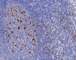 CD68 Antibody in Immunohistochemistry (Paraffin) (IHC (P))