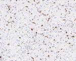 CD68 Antibody in Immunohistochemistry (Paraffin) (IHC (P))