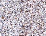 CD68 Antibody in Immunohistochemistry (Paraffin) (IHC (P))