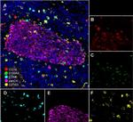 CD68 Antibody in Immunohistochemistry (PFA fixed) (IHC (PFA))