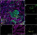 CD68 Antibody in Immunohistochemistry (PFA fixed) (IHC (PFA))