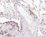 TMED9 Antibody in Immunohistochemistry (Paraffin) (IHC (P))