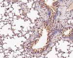 TMED9 Antibody in Immunohistochemistry (Paraffin) (IHC (P))