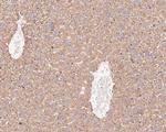 TMED9 Antibody in Immunohistochemistry (Paraffin) (IHC (P))