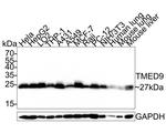 TMED9 Antibody in Western Blot (WB)