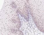 UBA3 Antibody in Immunohistochemistry (Paraffin) (IHC (P))