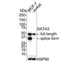 GATA3 Antibody in Western Blot (WB)