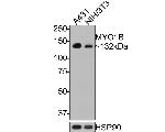 MYO1B Antibody in Western Blot (WB)