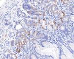 CECR5 Antibody in Immunohistochemistry (Paraffin) (IHC (P))