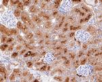 PAH Antibody in Immunohistochemistry (Paraffin) (IHC (P))