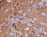 PAH Antibody in Immunohistochemistry (Paraffin) (IHC (P))