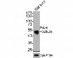 PAH Antibody in Western Blot (WB)