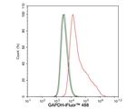 GAPDH Antibody in Flow Cytometry (Flow)