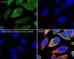 GAPDH Antibody in Immunocytochemistry (ICC/IF)