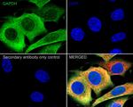 GAPDH Antibody in Immunocytochemistry (ICC/IF)